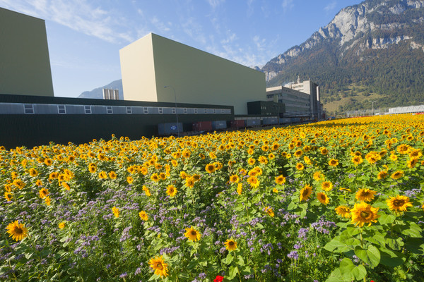 Sonnenblumenfeld vor den Emser Werke