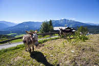 Foto: Fidaz, Surselva, Graubünden, Schweiz