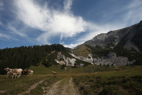 Auf Bargis bei Flims