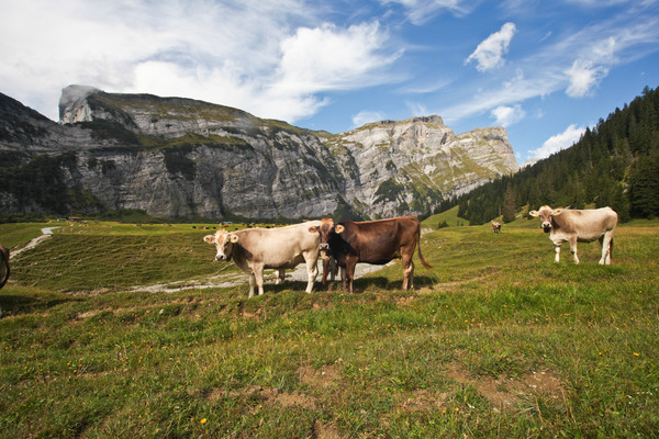 Auf Bargis bei Flims