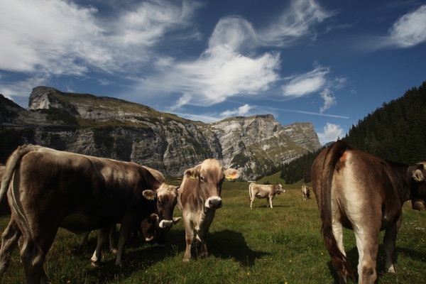 Auf Bargis bei Flims