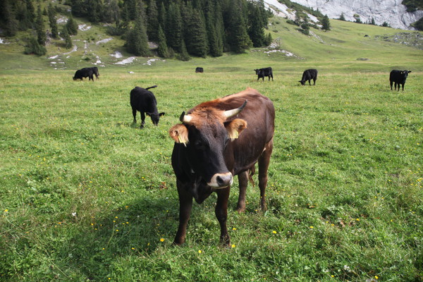 Auf Bargis bei Flims