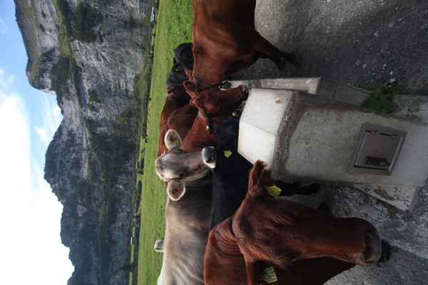 Auf Bargis bei Flims