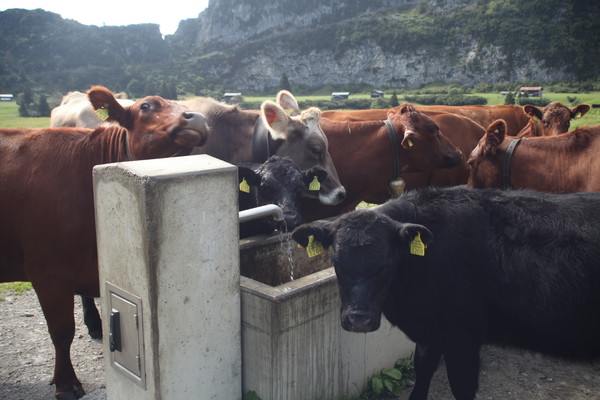 Auf Bargis bei Flims