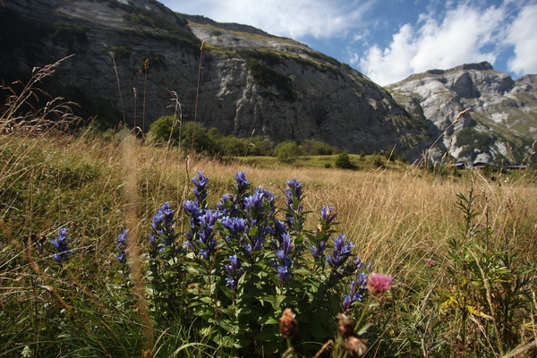 Auf Bargis bei Flims