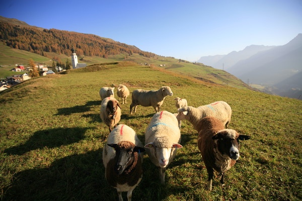 Herbststimmung mit Schafen in Ftan im Unterengadin