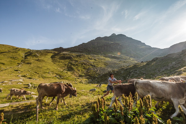 Bergbauern treiben ihr Vieh auf eine neue Weide am Julierpass.