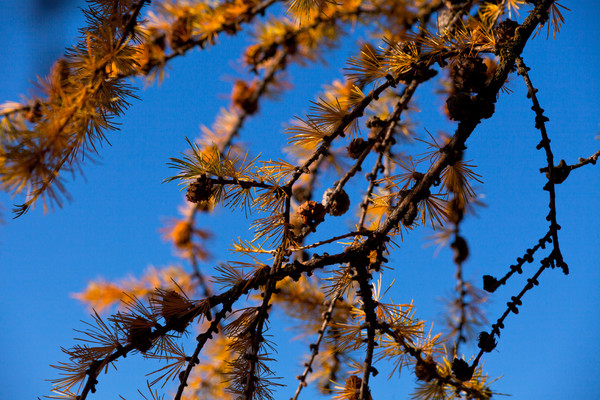 Goldener Herbst im Laerchenwald bei Pontresina