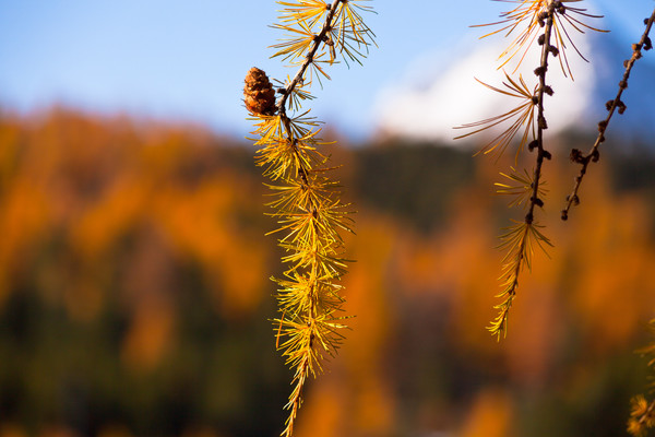 Goldener Herbst im Laerchenwald bei Pontresina