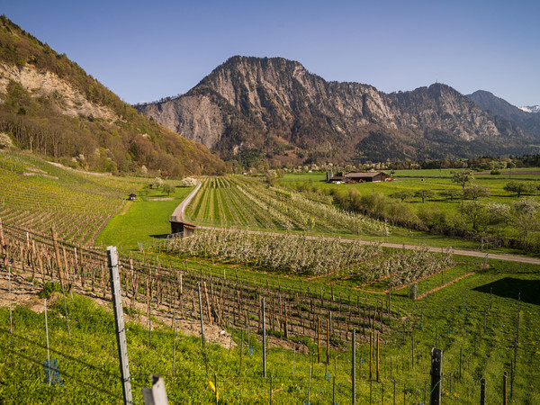 Frühling bei Malans