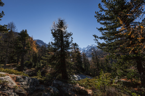 Bei Morteratsch im Oberengadin