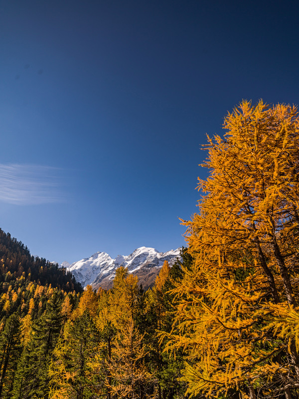 Goldene Herbststimmung bei Las Plattas mit Blick auf Piz Bernina mit Biancograt, Piz Morteratsch und Piz Boval.