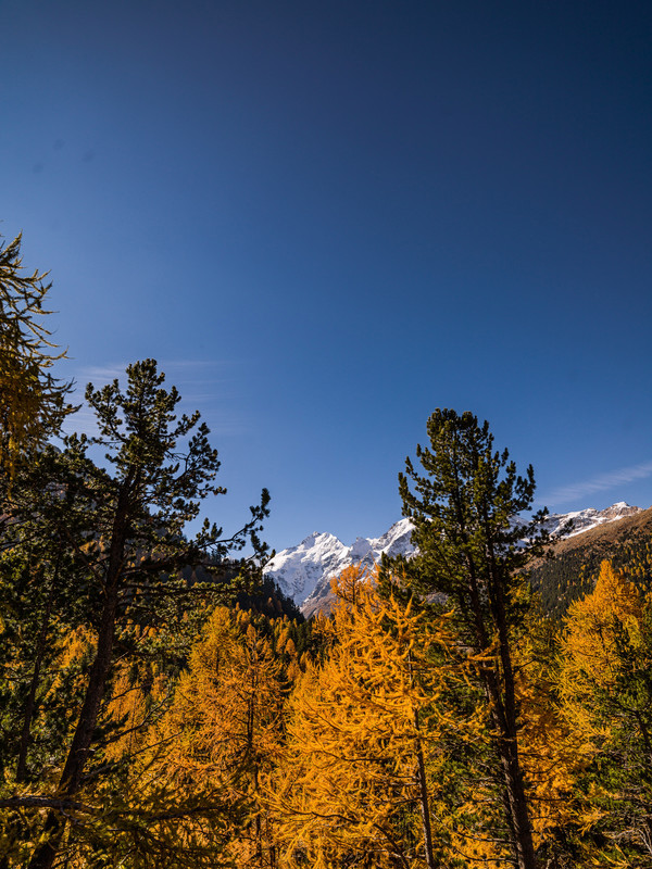 Goldene Herbststimmung bei Las Plattas mit Blick auf Piz Bernina mit Biancograt, Piz Morteratsch und Piz Boval.