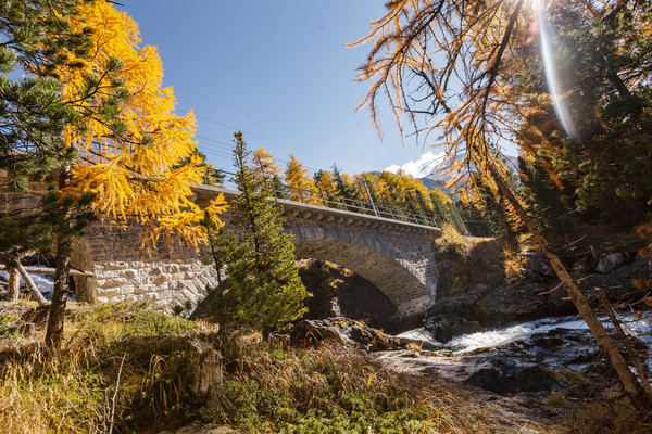 Viadukt der Rhätischen Bahn im herbstlicher Lärchenwald bei Morteratsch im Oberengadin