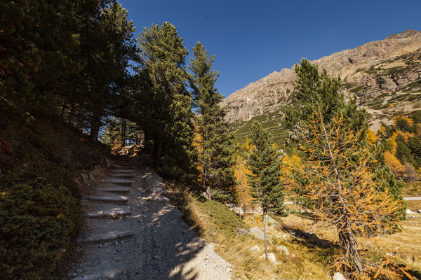 Herbstlicher Lärchenwald bei Morteratsch im Oberengadin