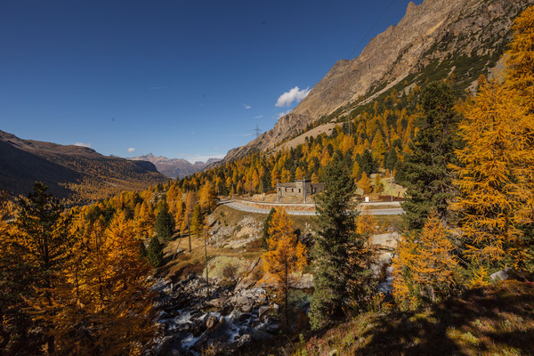 Herbstlicher Lärchenwald bei Morteratsch im Oberengadin