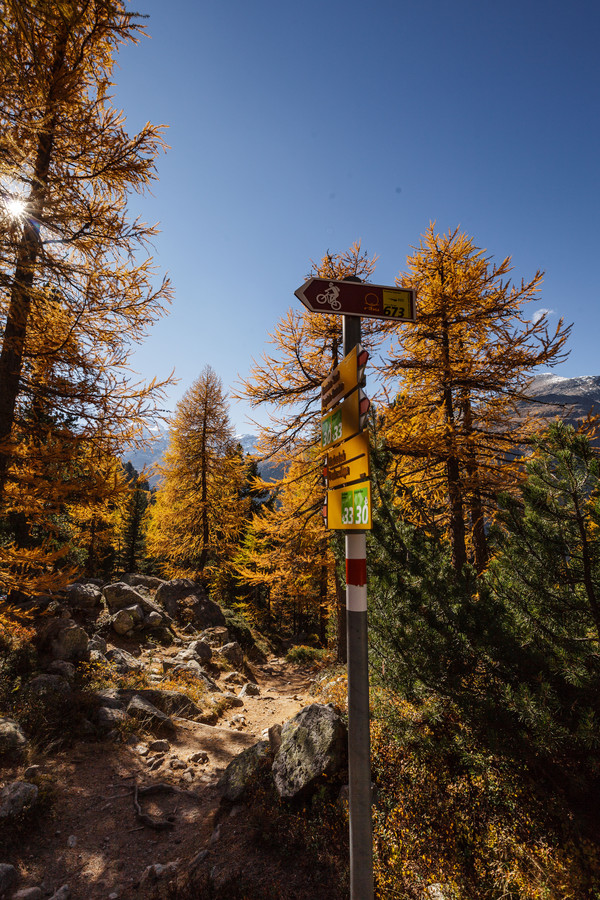 Herbstlicher Lärchenwald bei Morteratsch im Oberengadin