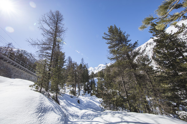 Bei Morteratsch im Oberengadin