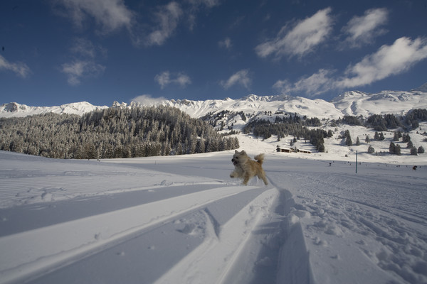 Hirtenhund in Winterlandschft bei Parpan