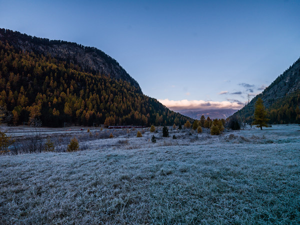 Ein Allegra-Triebzug der Rhätischen Bahn unterwegs bei herbstlicher Morgenstimmung mit Bodenfrost im Val Bernina zwischen Pontresina und Morteratsch.