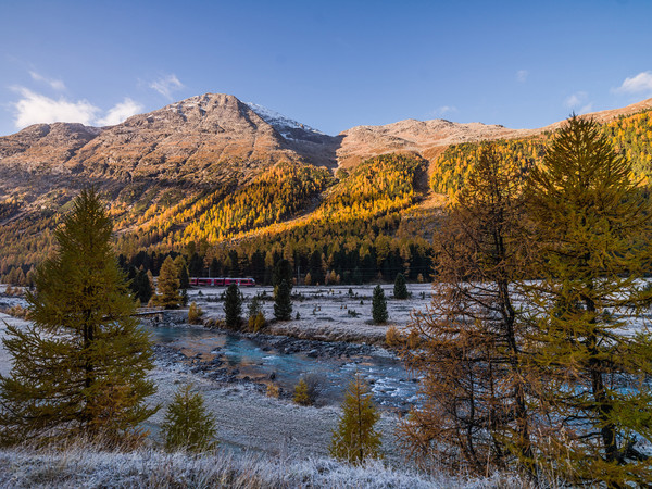 Ein Allegra-Triebzug der Rhätischen Bahn unterwegs bei herbstlicher Morgenstimmung mit Bodenfrost im Val Bernina zwischen Pontresina und Morteratsch.