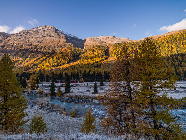 Ein Allegra-Triebzug der Rhätischen Bahn unterwegs bei herbstlicher Morgenstimmung mit Bodenfrost im Val Bernina zwischen Pontresina und Morteratsch.