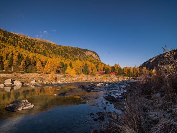 Fahrt mit der Rhätischen Bahn bei herbstlicher Morgenstimmung entlang der Ova da Bernina im Val Bernina zwischen Pontresina und Morteratsch.