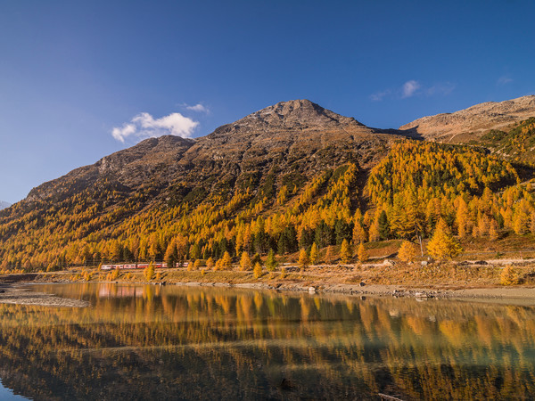 Fahrt mit der Rhätischen Bahn bei herbstlicher Morgenstimmung entlang der Ova da Bernina im Val Bernina zwischen Pontresina und Morteratsch.