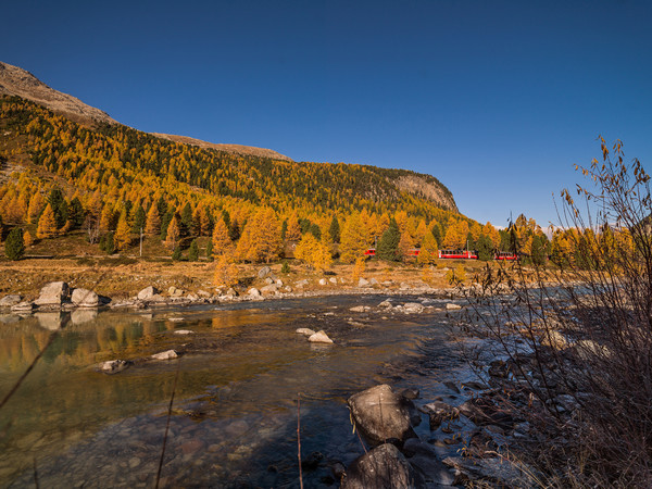 Fahrt mit dem Bernina Express der Rhätischen Bahn bei herbstlicher Morgenstimmung entlang der Ova da Bernina im Val Bernina zwischen Pontresina und Mo