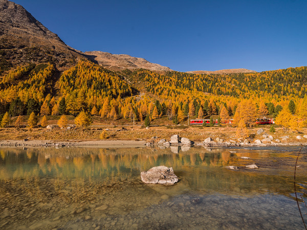 Fahrt mit dem Bernina Express der Rhätischen Bahn bei herbstlicher Morgenstimmung entlang der Ova da Bernina im Val Bernina zwischen Pontresina und Mo