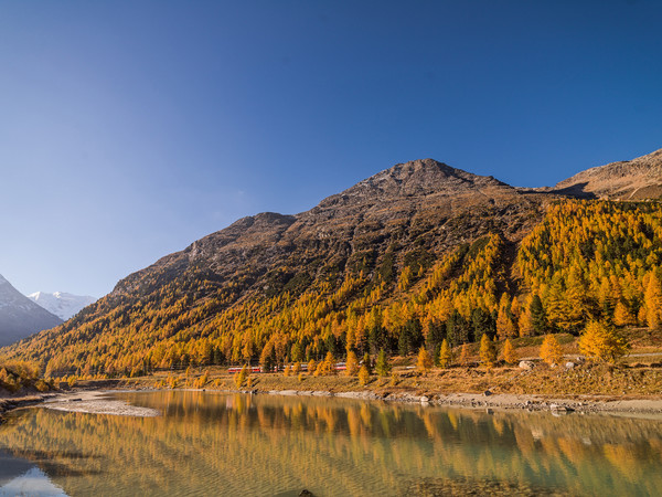 Fahrt mit dem Bernina Express der Rhätischen Bahn bei herbstlicher Morgenstimmung entlang der Ova da Bernina im Val Bernina zwischen Pontresina und Mo