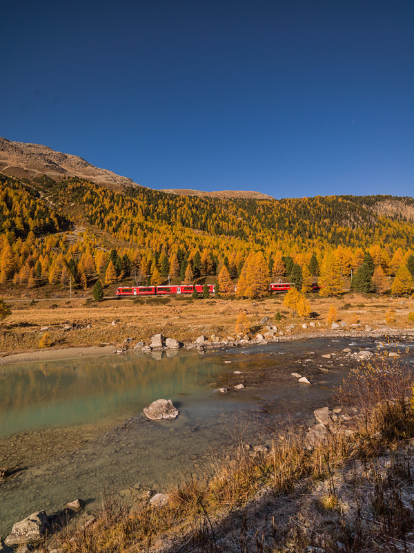 Fahrt mit der Rhätischen Bahn bei herbstlicher Morgenstimmung entlang der Ova da Bernina im Val Bernina zwischen Pontresina und Morteratsch.