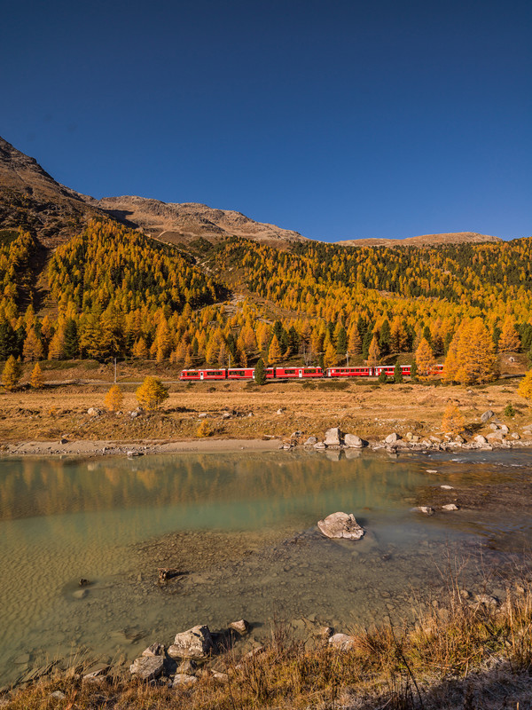 Fahrt mit der Rhätischen Bahn bei herbstlicher Morgenstimmung entlang der Ova da Bernina im Val Bernina zwischen Pontresina und Morteratsch.