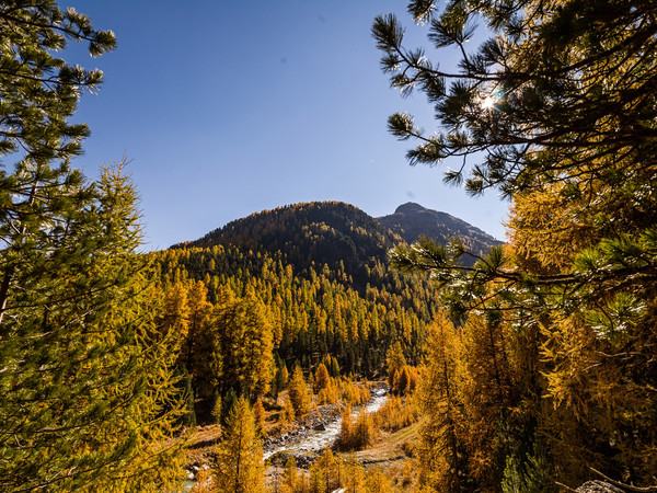 Goldene Herbststimmung bei der Punt Ota über die Ova da Roseg bei Pontresina im Oberengadin.