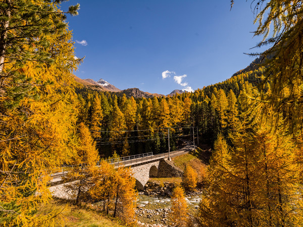 Goldene Herbststimmung bei der Punt Ota über die Ova da Roseg bei Pontresina im Oberengadin.