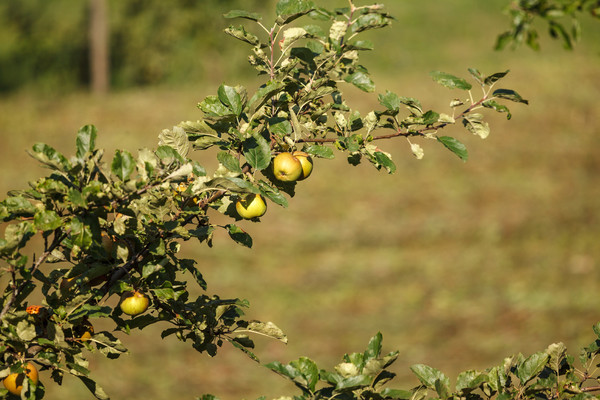 Apfelbaum bei Poschiavo im Puschlav