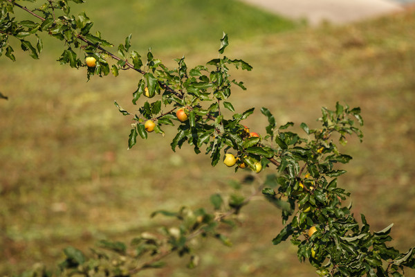 Apfelbaum bei Poschiavo im Puschlav