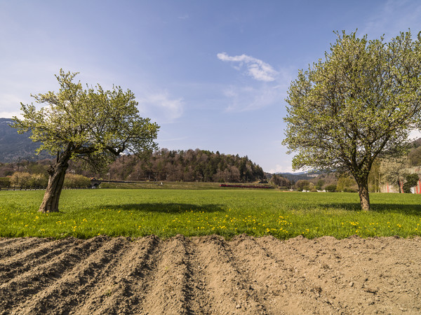 Rhätische Bahn in Frühlingslandschaft bei Reichenau