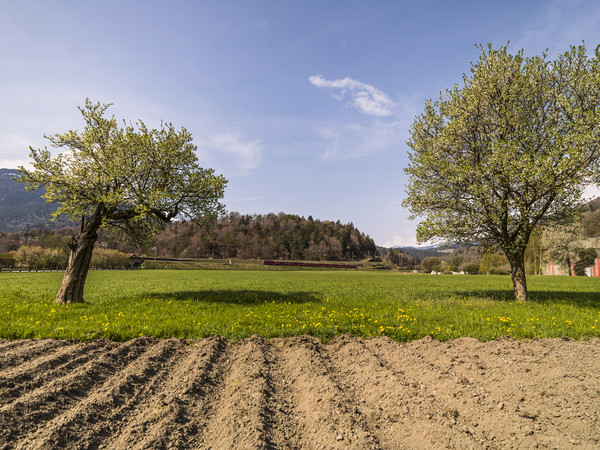 Rhätische Bahn in Frühlingslandschaft bei Reichenau