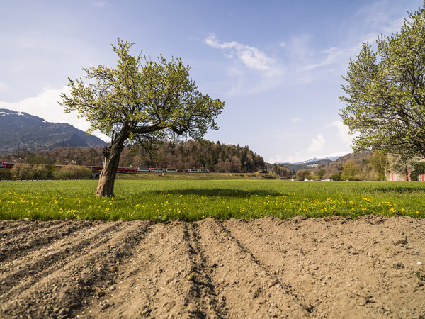 Rhätische Bahn in Frühlingslandschaft bei Reichenau