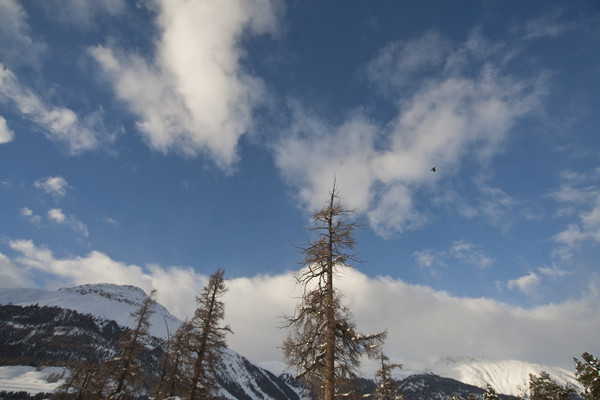 Winterstimmung in der Golfplatzebene bei Samedan