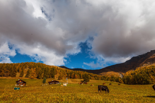 Herbststimmung im Val Sinestra bei Sent im Unterengadin.