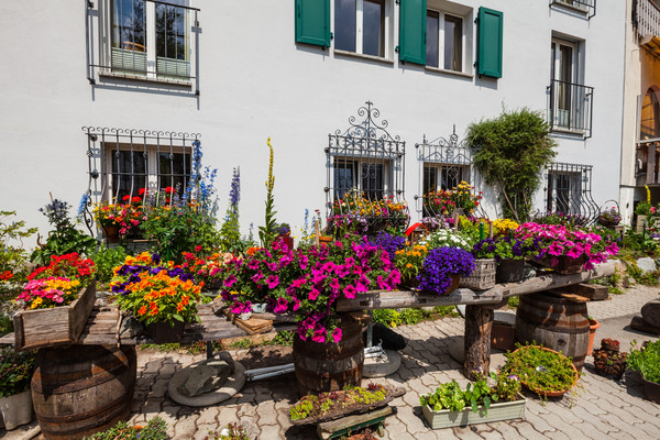 Blumengarten bei Sils-Maria im Engadin