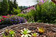 Foto: Blumengarten, Sils im Engadin, Graubünden, Schweiz