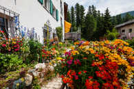 Foto: Blumengarten, Sils im Engadin, Graubünden, Schweiz
