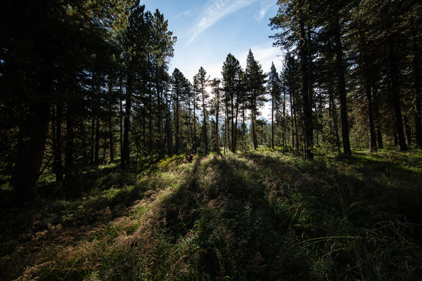 Celerina im Oberengadin, Graubünden