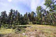 Foto: Celerina, Oberengadin, Graubünden, Schweiz