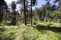 Foto: Celerina, Oberengadin, Graubünden, Schweiz