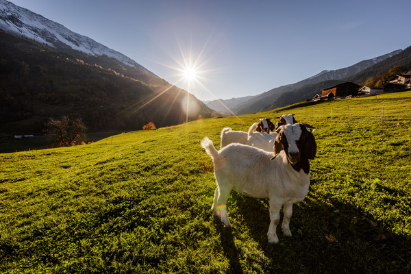 Eine Gruppe Ziegen in der Abendstimmung bei Sumvitg im Bündner Oberland, Graubünden, Schweiz.